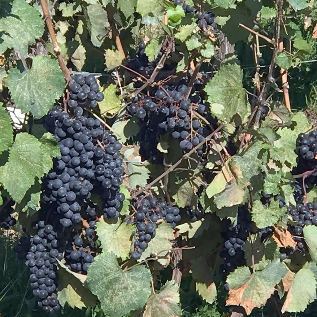 harvest time